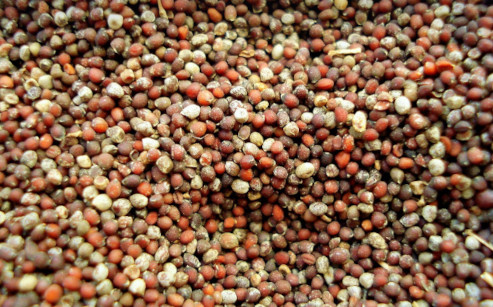 mustard seeds