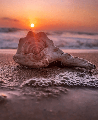 shell on beach at sunset